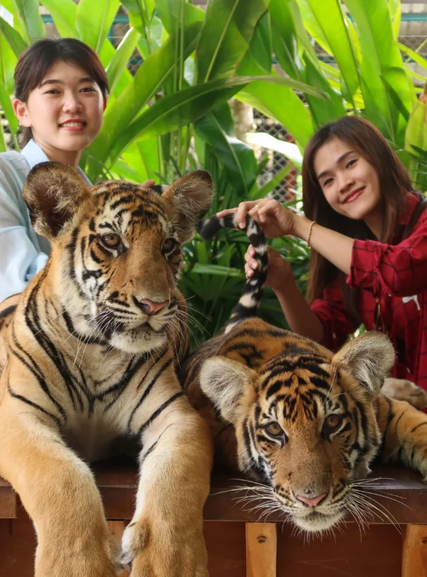 Couple smiling while taking pictures with a tiger at Tiger Park Pattaya