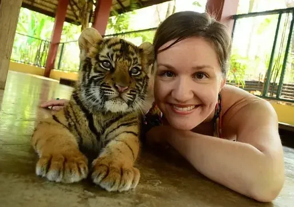 playing with a small tiger at Tiger Kingdom Phuket