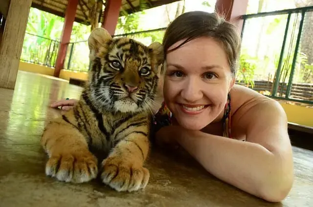 playing with a small tiger at Tiger Kingdom Phuket