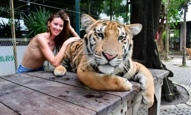 Girl posing happily with tiger at Tiger Park Pattaya
