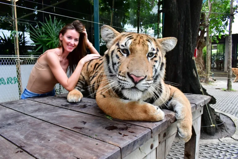 Girl posing happily with tiger at Tiger Park Pattaya