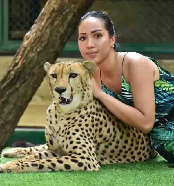 Tourist sitting next to a cheetah under staff supervision