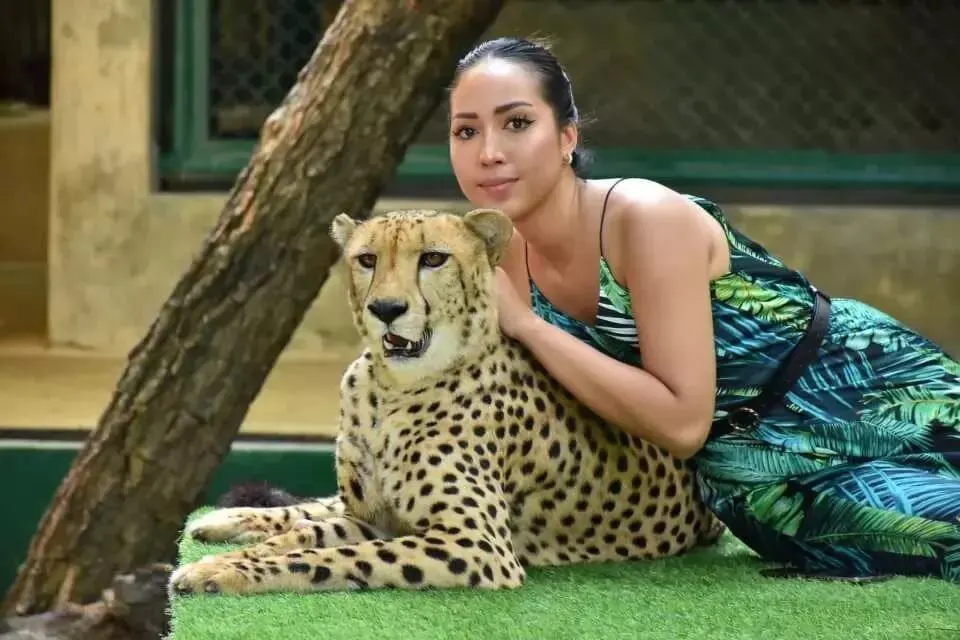 Tourist sitting next to a cheetah under staff supervision