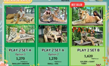 Tiger park pattaya costing options 1 play with tiger