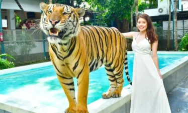 Large tiger posing with a women near the pool in tigetr park pattaya