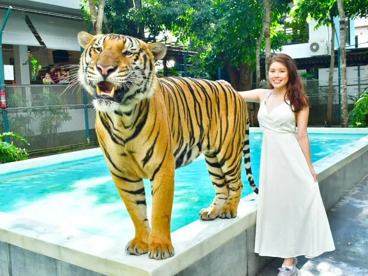 Large tiger posing with a women near the pool in tigetr park pattaya