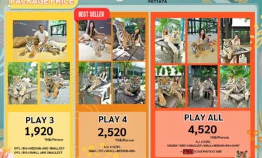 Tiger park Pattaya play with tiger costing option 2