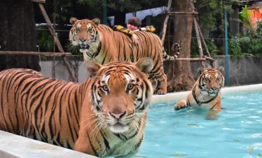 Tigers playing in the the pool at Tiger Park Pattaya