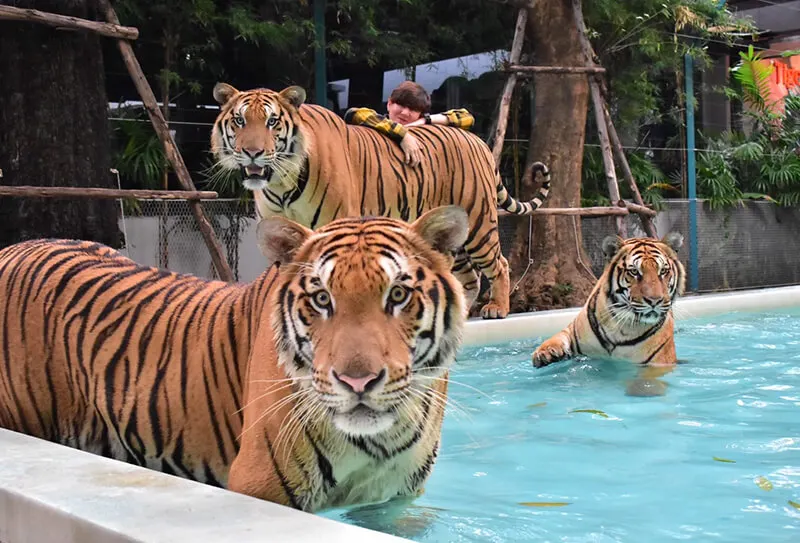 Tigers playing in the the pool at Tiger Park Pattaya