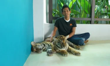 Visitors taking photos with playful baby tigers at Tiger Park Pattaya