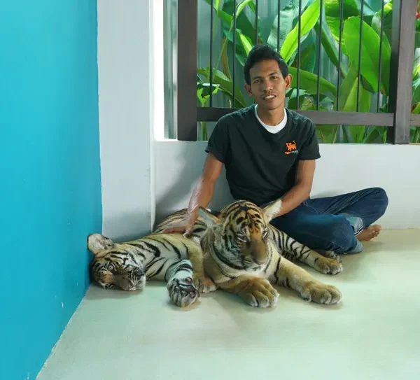 Visitors taking photos with playful baby tigers at Tiger Park Pattaya