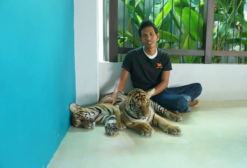 Visitors taking photos with playful baby tigers at Tiger Park Pattaya