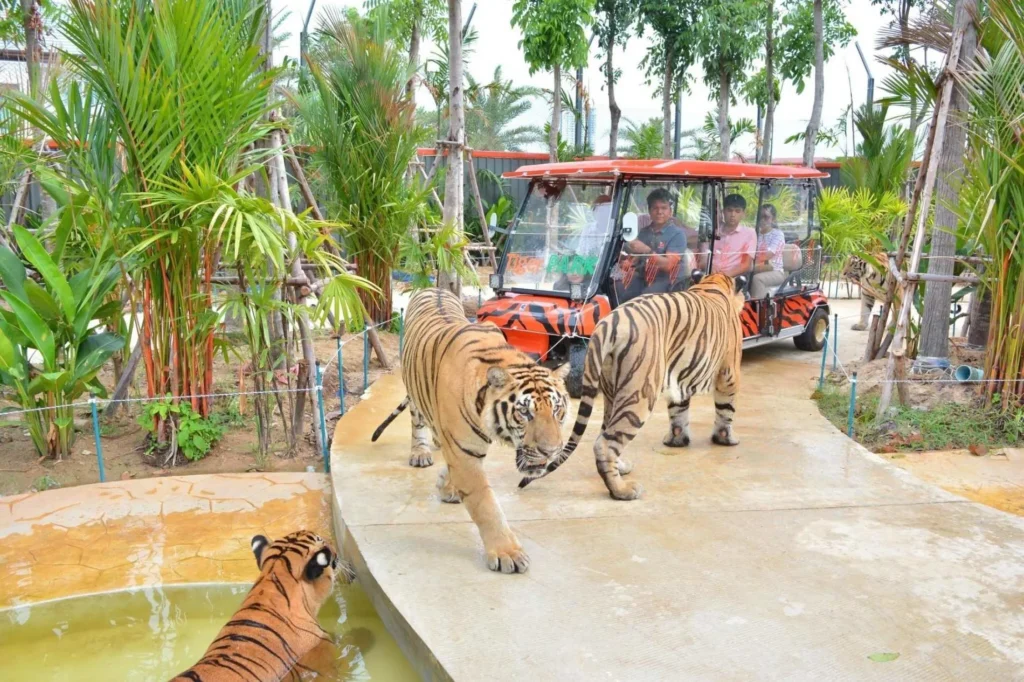 Large tigers walking majestically in Tiger Park Pattaya enclosure and people are watching them in a car