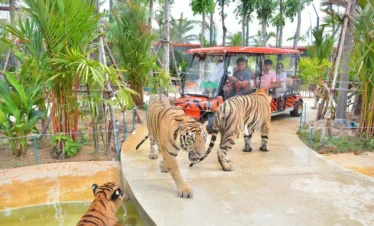 Large tigers walking majestically in Tiger Park Pattaya enclosure and people are watching them in a car