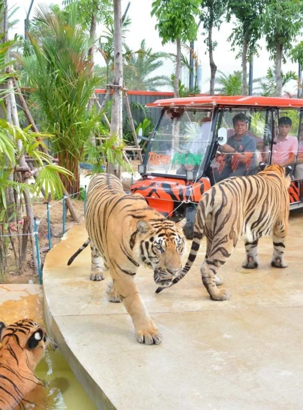 Large tigers walking majestically in Tiger Park Pattaya enclosure and people are watching them in a car