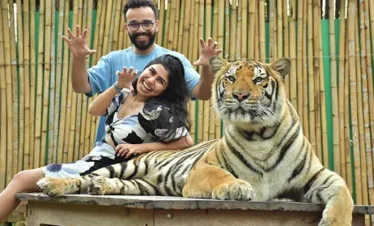 Visitors observing tigers inside enclosures during walk-around tour