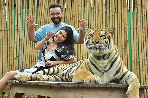 Visitors observing tigers inside enclosures during walk-around tour