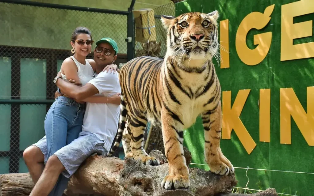 Professional photo session with big tiger and tourist