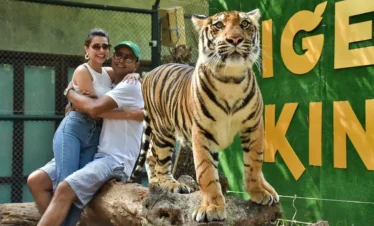Professional photo session with big tiger and tourist