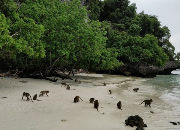 Monkey Beach Phi Phi Islands