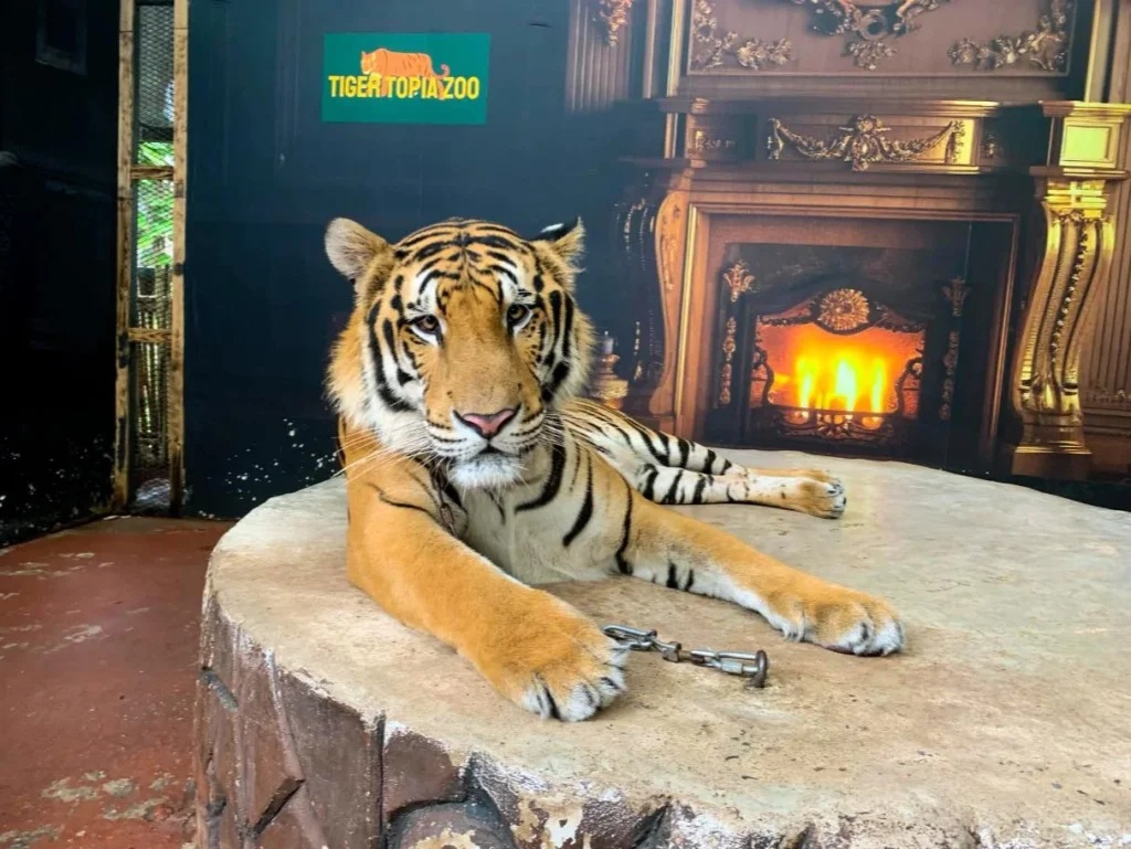 Large adult tiger resting at Tiger Topia Zoo Pattaya Thailand close view