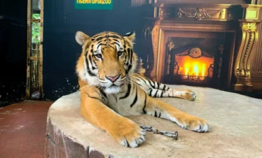 Large adult tiger resting at Tiger Topia Zoo Pattaya Thailand close view