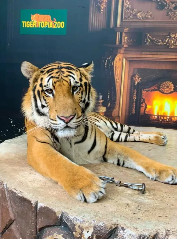Large adult tiger resting at Tiger Topia Zoo Pattaya Thailand close view