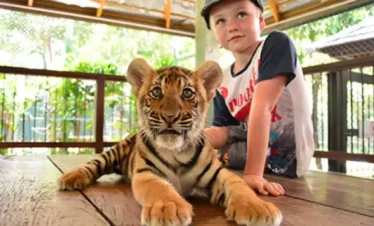 Tiger Interaction Experience Pattaya