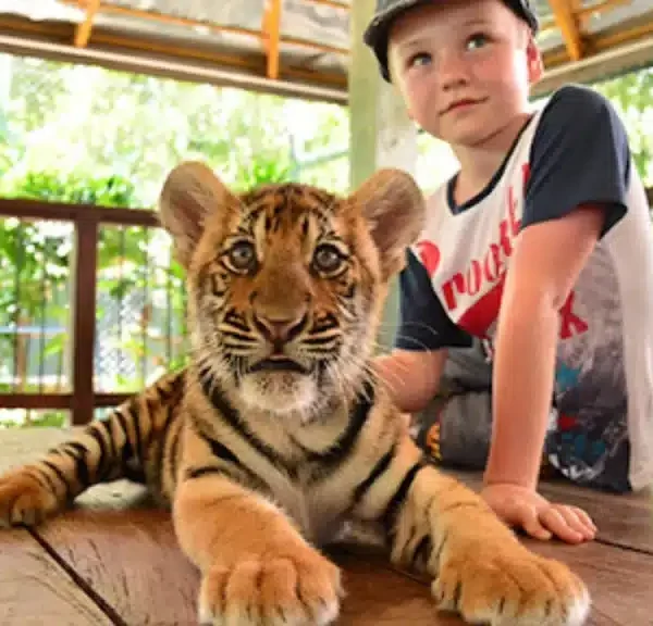 Tiger Interaction Experience Pattaya
