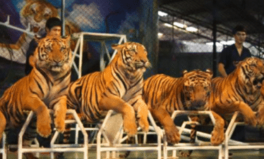 Live tiger show performance at Tiger Topia Zoo Pattaya Thailand