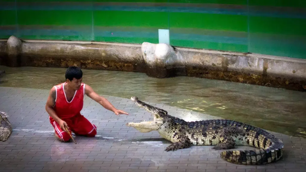 Crocodile show performance with trainer at Tiger Topia Zoo Pattaya