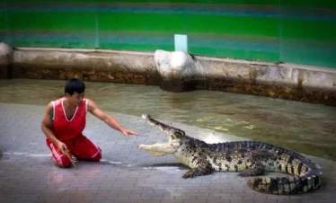 Crocodile show performance with trainer at Tiger Topia Zoo Pattaya