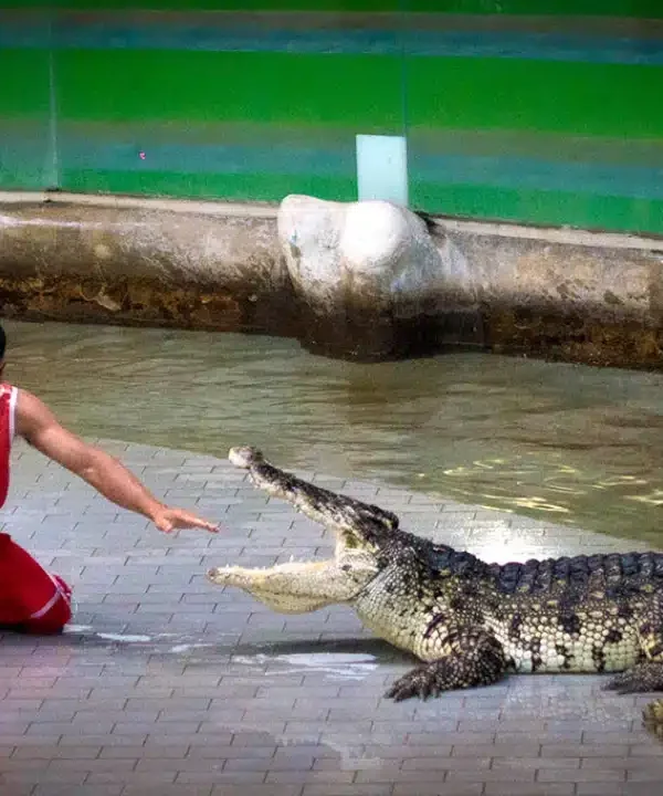 Crocodile show performance with trainer at Tiger Topia Zoo Pattaya
