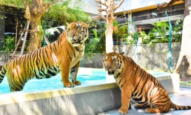 Visitors exploring Tiger Topia Zoo Pattaya walking pathways and enclosures